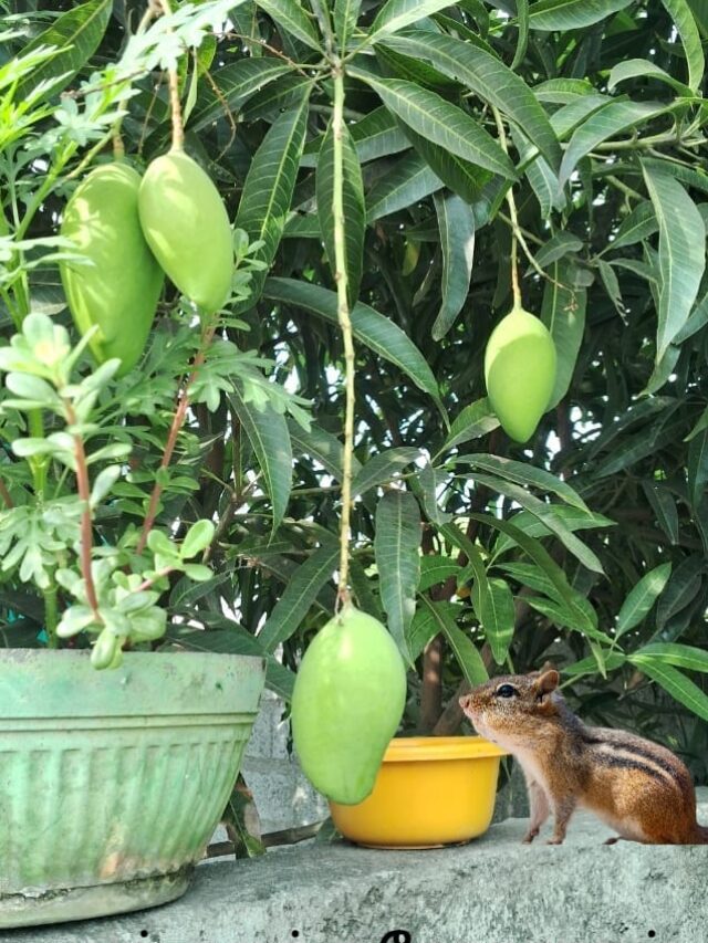 Mango season